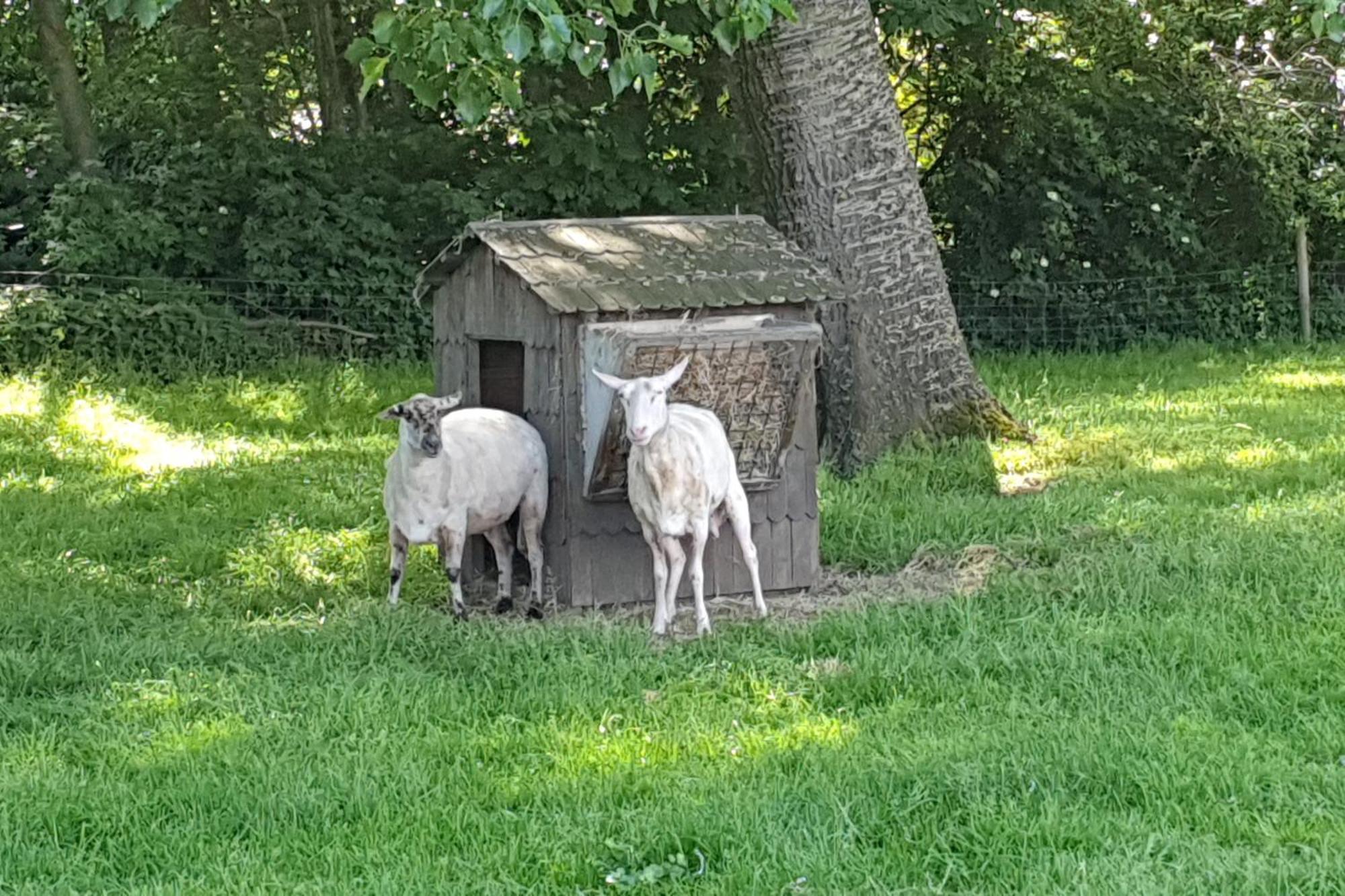 Farmer Farmyard Stays, Sleep Easy, Rural, Explore Campsite Amsterdam