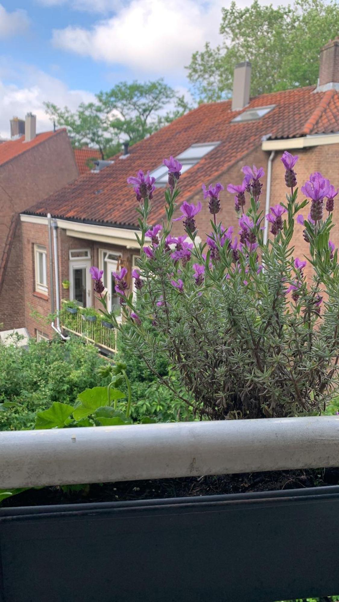 Beautiful Quiet In The Center Of Appartement